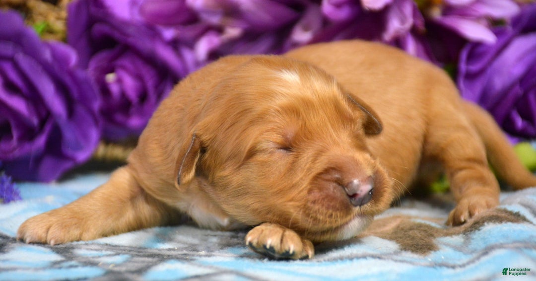 Golden Retriever dogs for sale: Golden Retriever Puppy 3 Gage - Ad 1