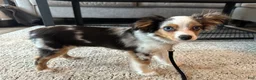 Toy Australian Shepherd dogs for sale: Arlo - Male Toy Aussie Puppy - Ad 4