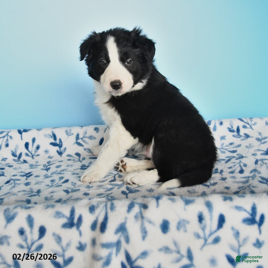 Border Collie dogs Finn - Ad 1