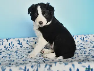 Border Collie dogs for sale: Finn - Ad 1