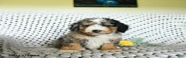 Gunther 