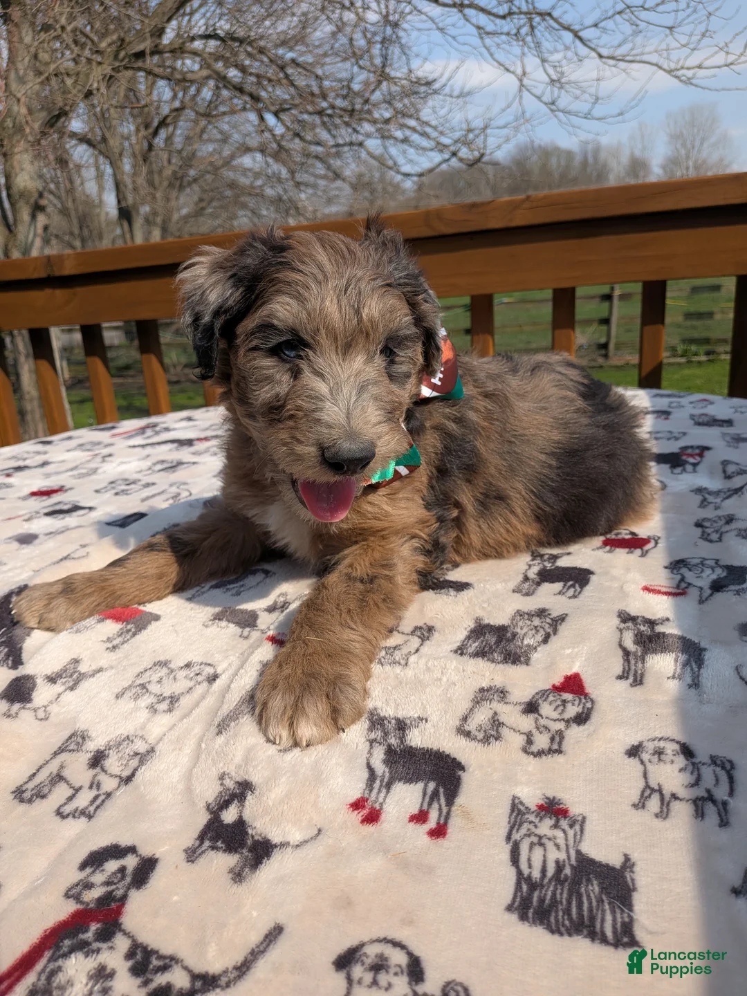 Bordoodle dogs for sale: Bordoodle Puppy 5 - Ad 1