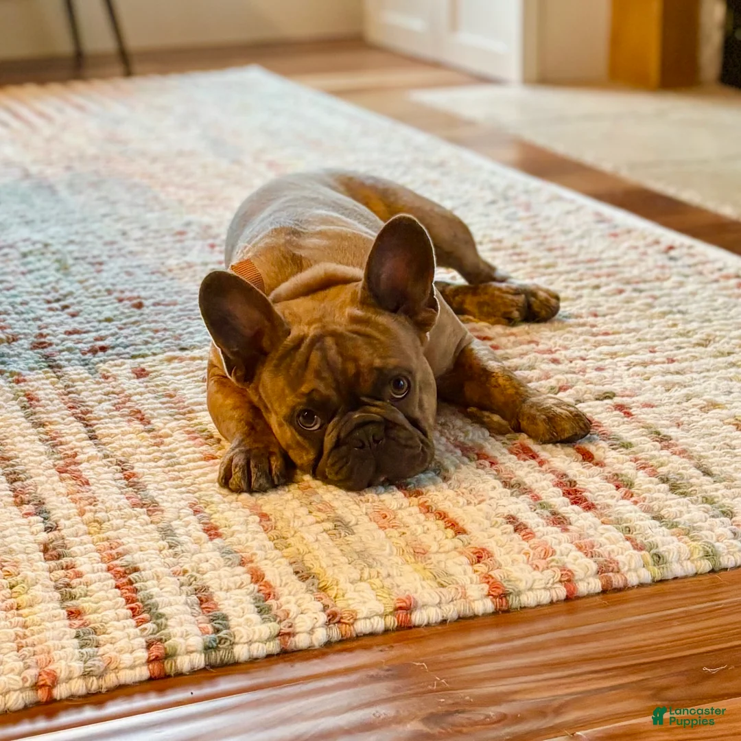 French Bulldog dogs for sale: Prince - Ad 2