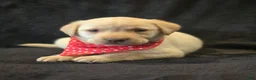 Labrador Retriever dogs for sale: Labrador Retriever 1 - Ad 4