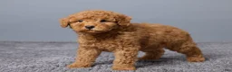 Miniature Poodle dogs for sale: Remi - Ad 2