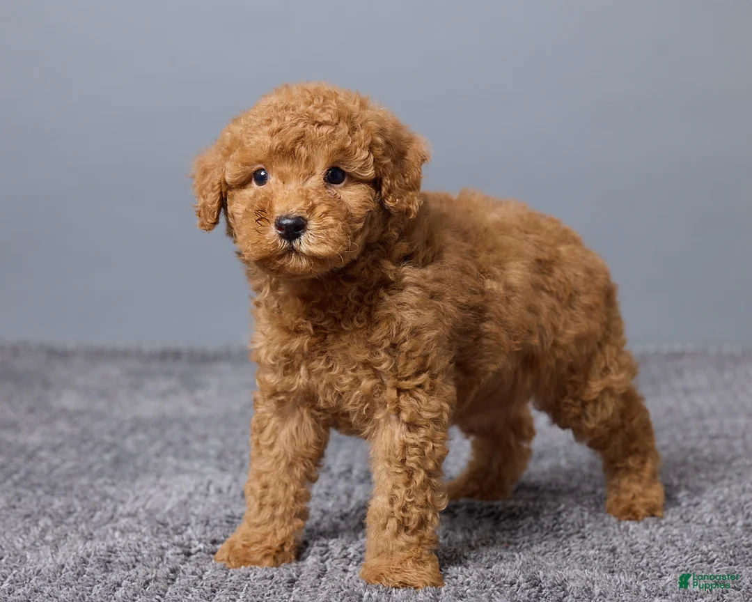 Miniature Poodle dogs for sale: Remi - Ad 2