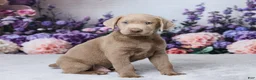 Labrador Retriever dogs for sale: Bowser - Ad 4
