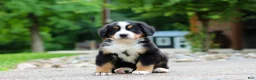 Bernese Mountain Dog dogs for sale: Monte - Ad 3