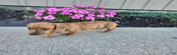 Miniature Dachshund dogs for sale: Fritz - Ad 7