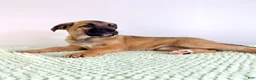 Mixed Breed dogs for sale: Gia - Ad 4
