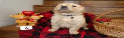 Golden Retriever dogs for sale: Golden Retriever Puppy 4 Dusty - Ad 4