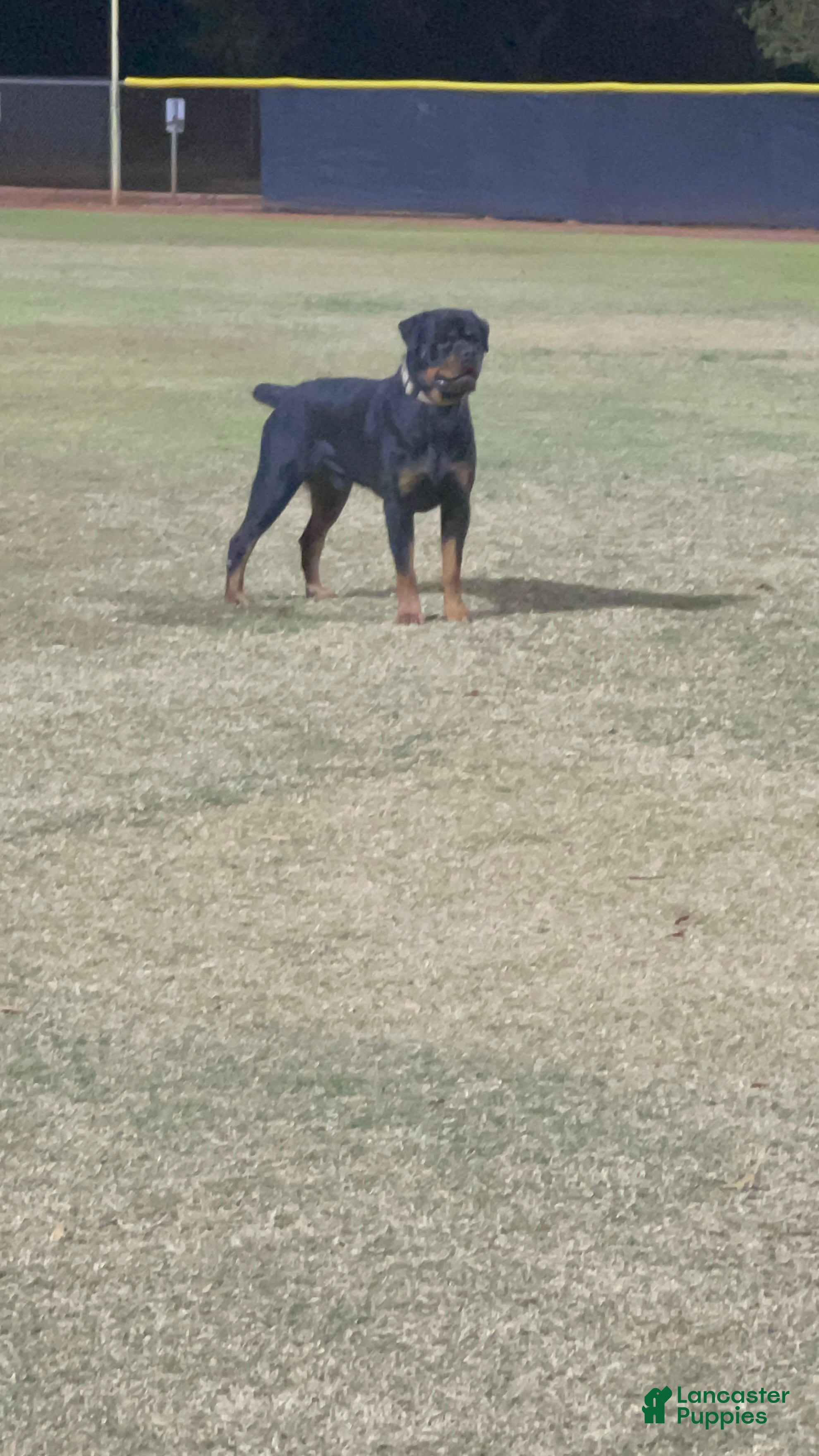 Rottweiler dogs 3rd Pick Male - Ad 4