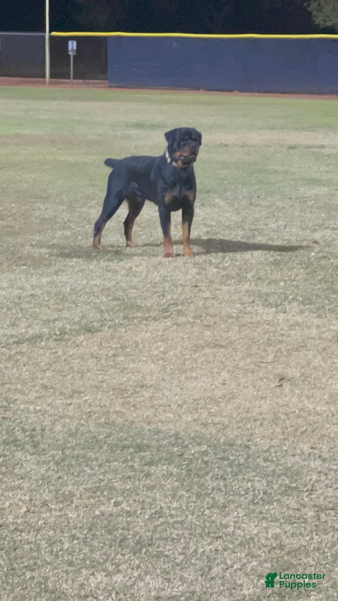 Rottweiler dogs for sale: 3rd Pick Male - Ad 1
