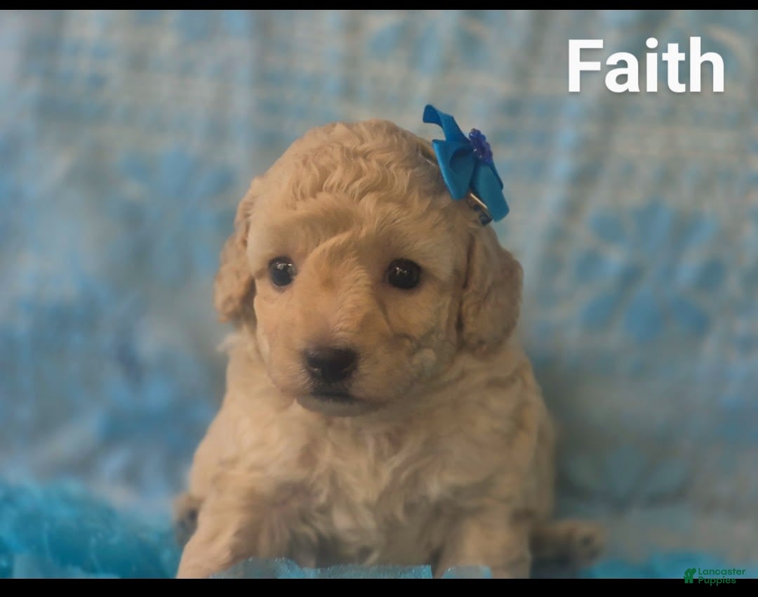 Toy Poodle dogs for sale: Faith - Ad 1
