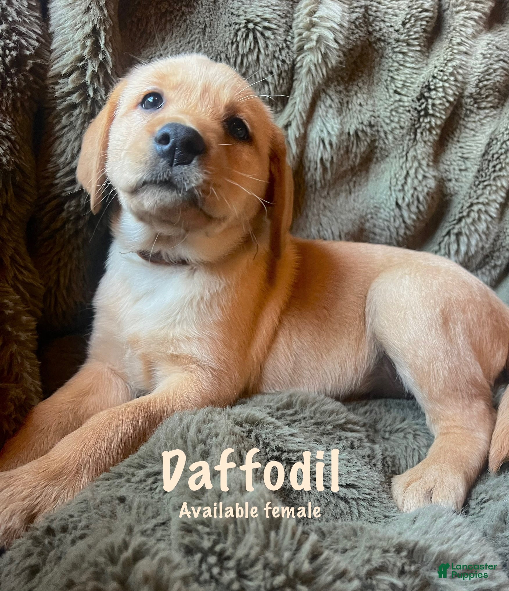 Labrador Retriever dogs for sale: Daffodil  - Ad 2