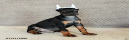 Doberman Pinscher dogs for sale: Achilles - Ad 4