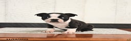 Boston Terrier dogs for sale: Perry - Ad 3