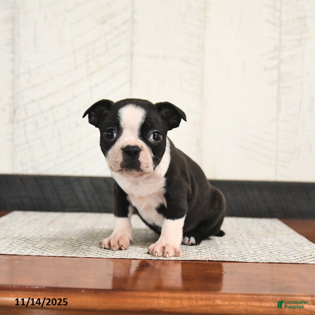 Boston Terrier dogs for sale: Perry - Ad 3