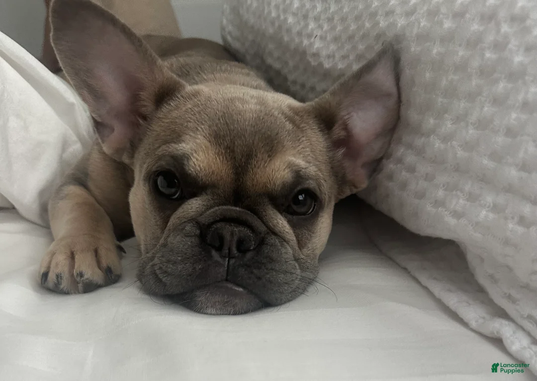 French Bulldog dogs for sale: Tessa - Ad 10