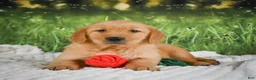 Golden Retriever dogs for sale: Sadie - Ad 3