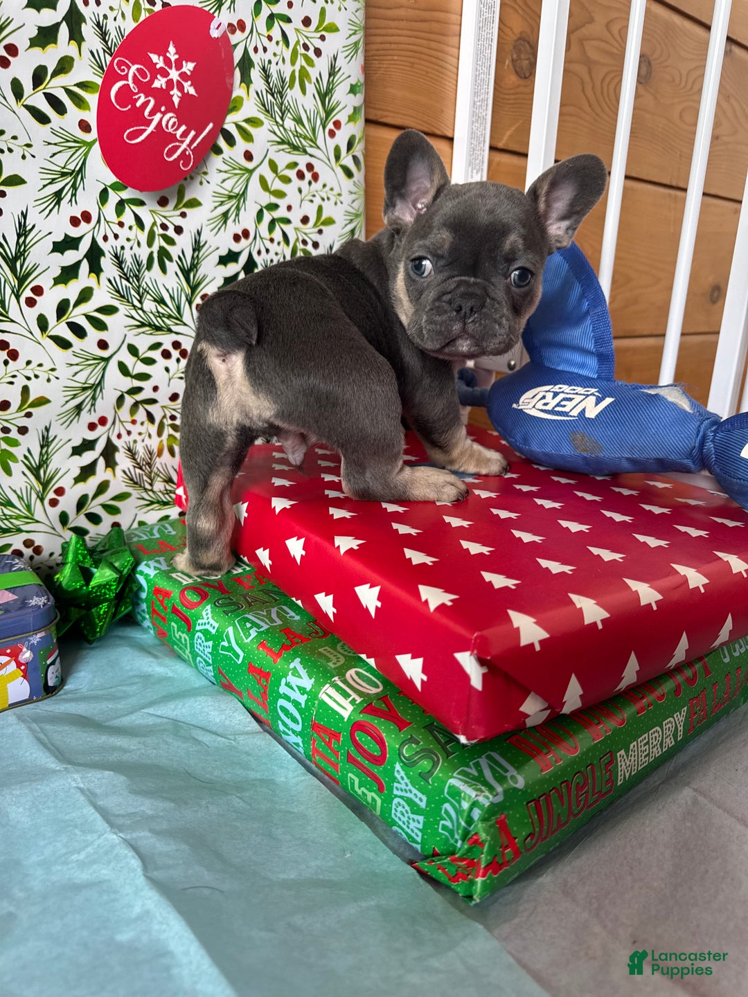 French Bulldog dogs for sale: RILEY - Ad 5