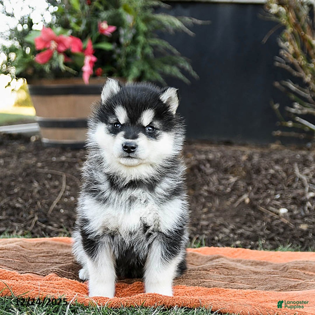 Alaskan Malamute dogs for sale: Jasmine - Ad 3