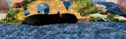 Cane Corso dogs for sale: Olive - Ad 4