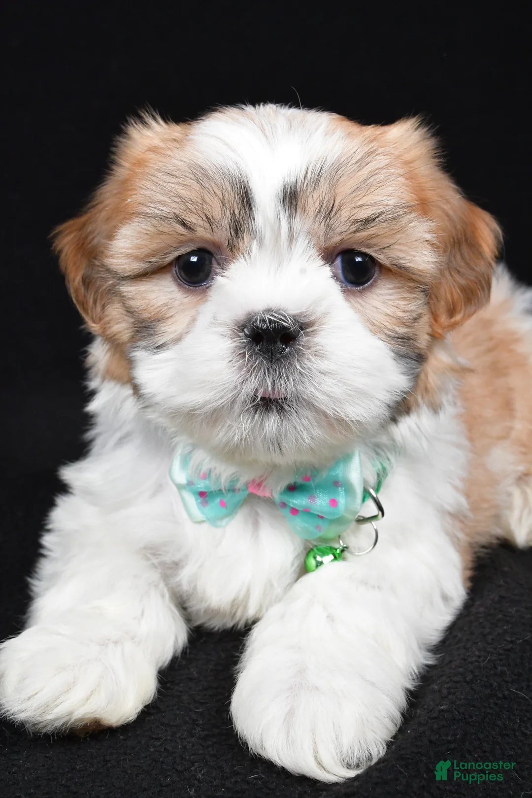 Shih Tzu dogs for sale: Hal - Ad 3