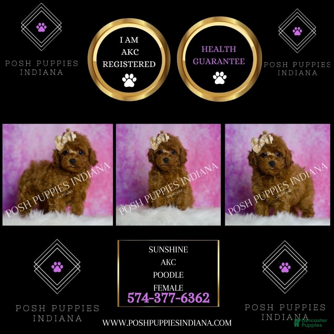 Toy Poodle dogs for sale: Sunshine - Ad 2