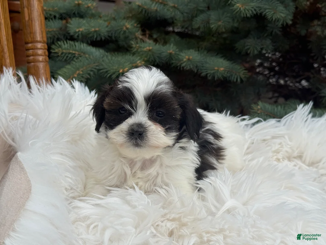 Shihpoo dogs for sale: Skye - Ad 3