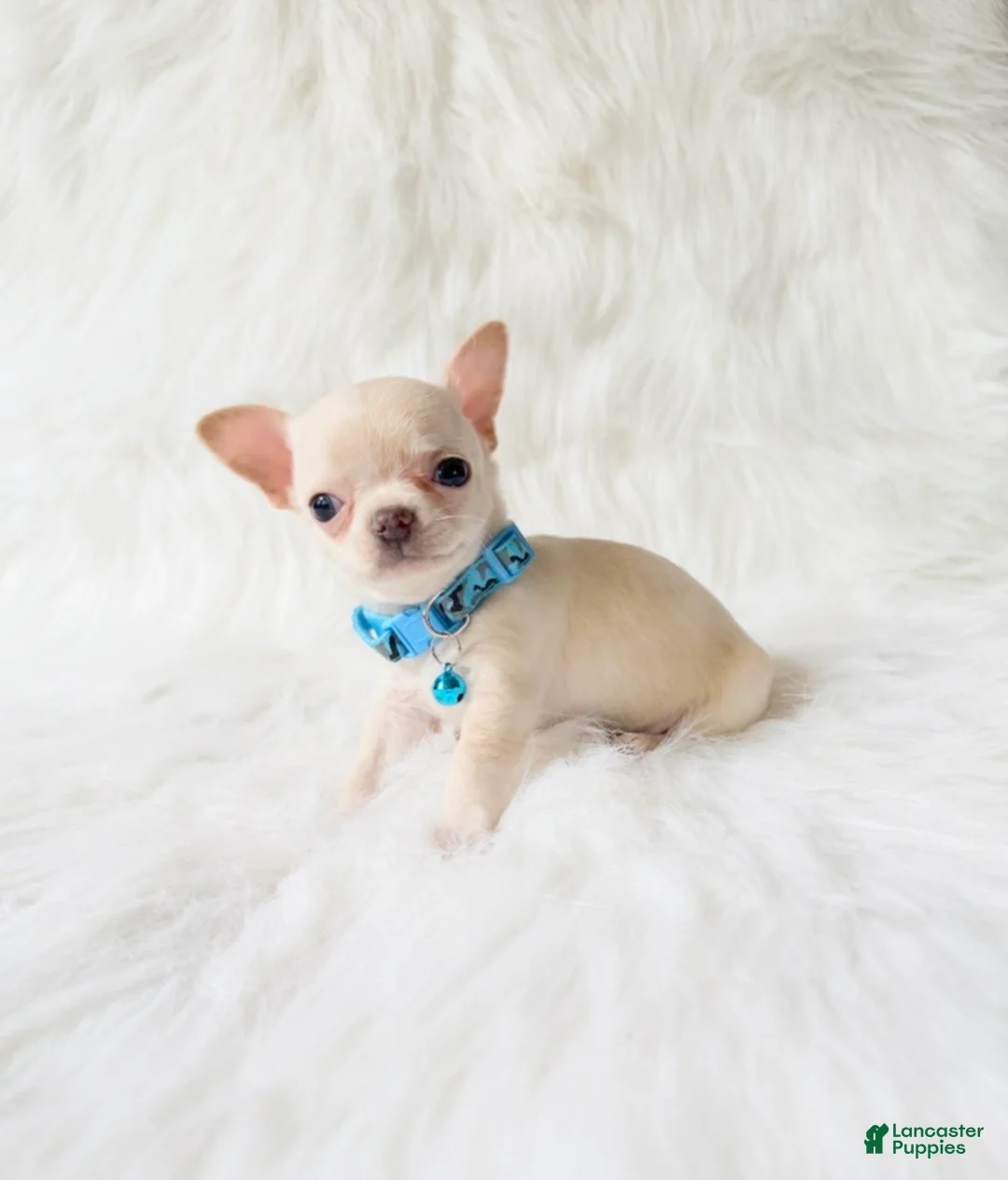 Chihuahua dogs for sale: Louie - Ad 9