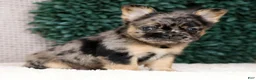 French Bulldog dogs for sale: Jacob - Ad 4
