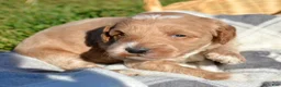 Mini Goldendoodle dogs for sale: Denny Micro GD ML3 - Ad 2