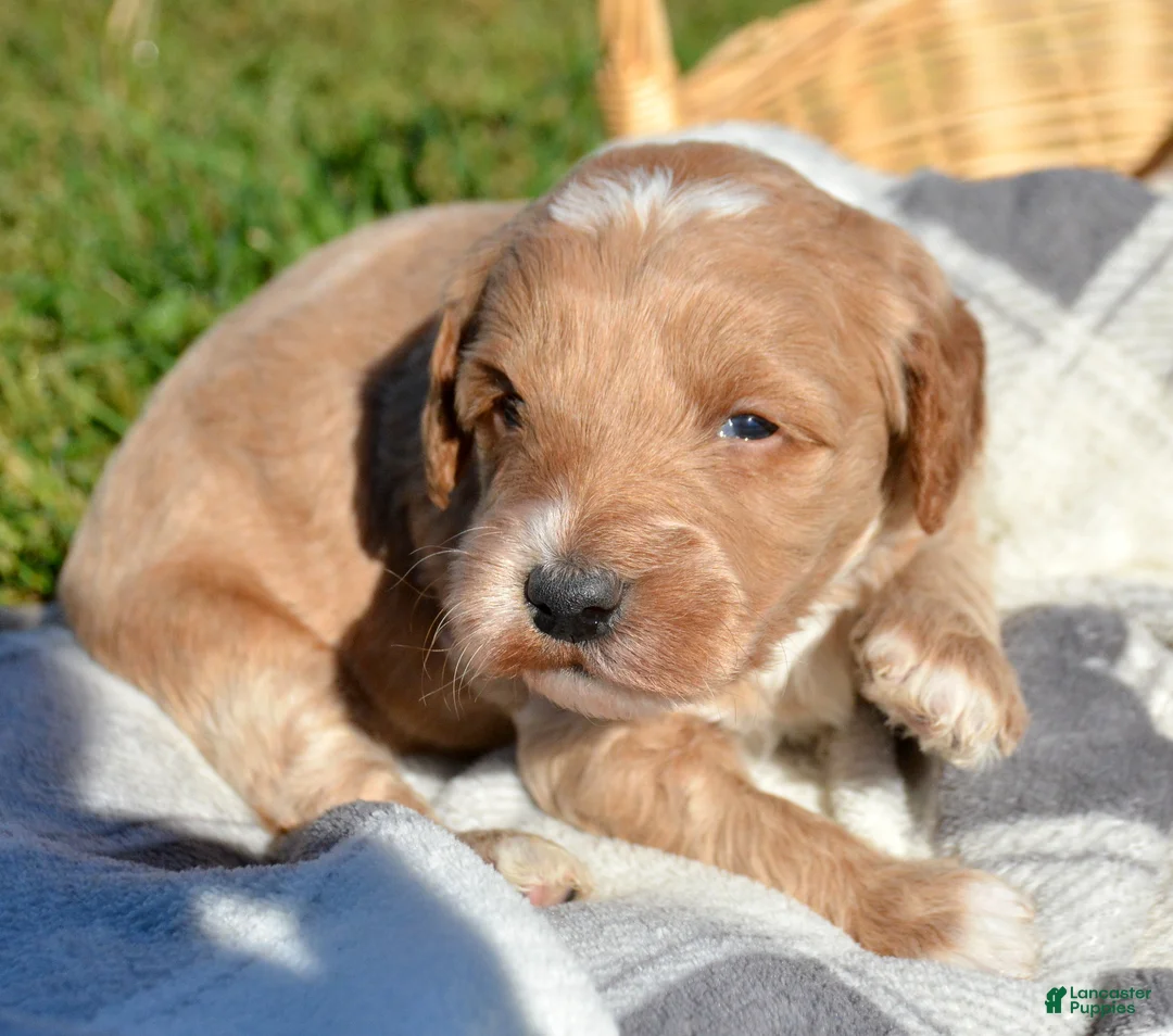 Mini Goldendoodle dogs for sale: Denny Micro GD ML3 - Ad 2