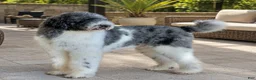 Sheepadoodle dogs for sale: Merle Female 1 - Ad 6