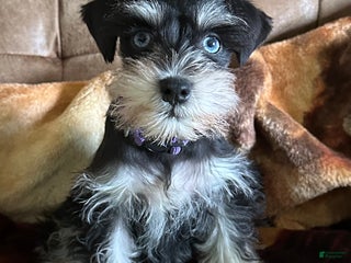 Miniature Schnauzer dogs - Ad 41