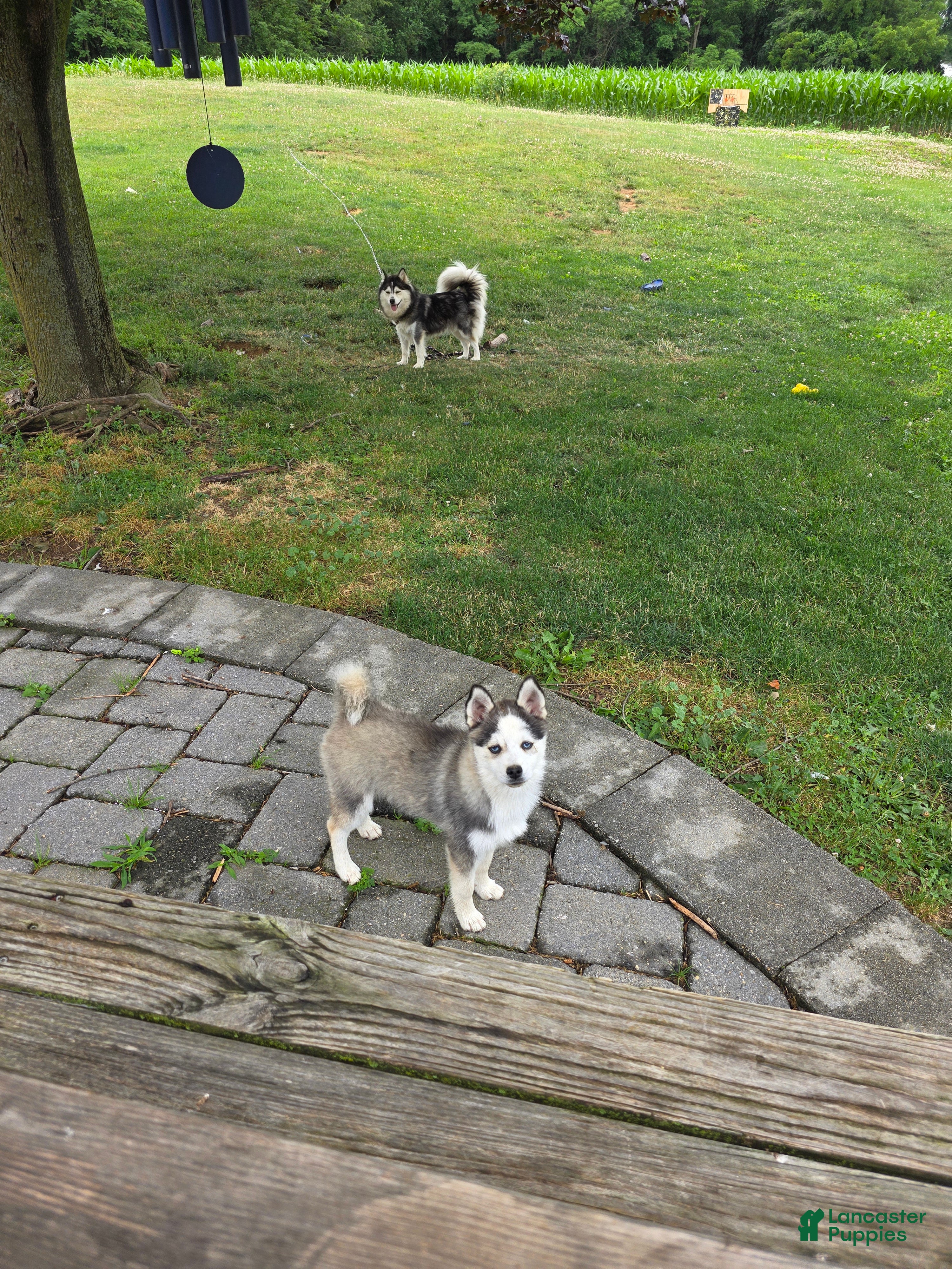 Pomsky dogs Aki - Ad 2