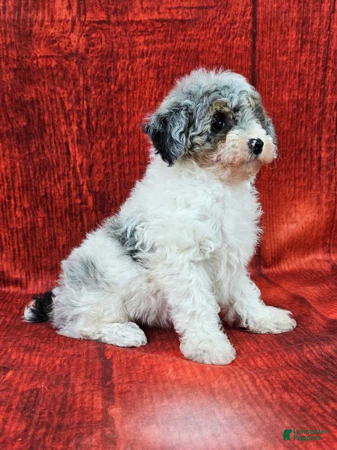 Miniature Poodle dogs for sale: Crosby - Ad 2