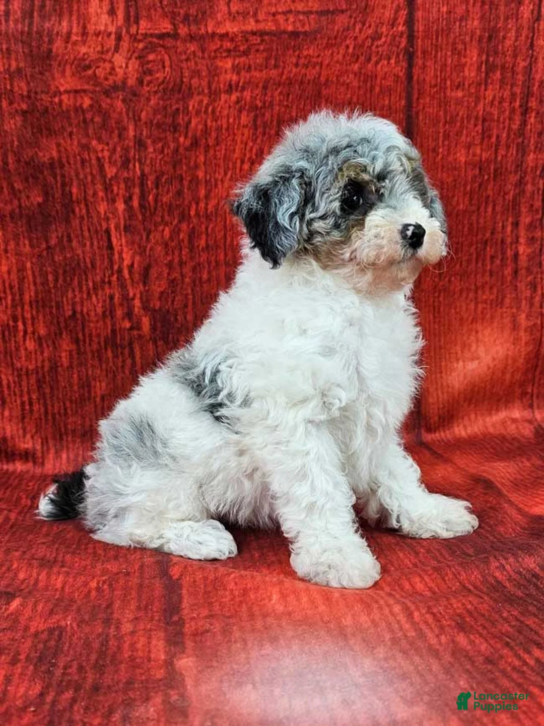 Miniature Poodle dogs for sale: Crosby - Ad 2