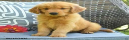 Golden Retriever dogs for sale: Michelle - Ad 4