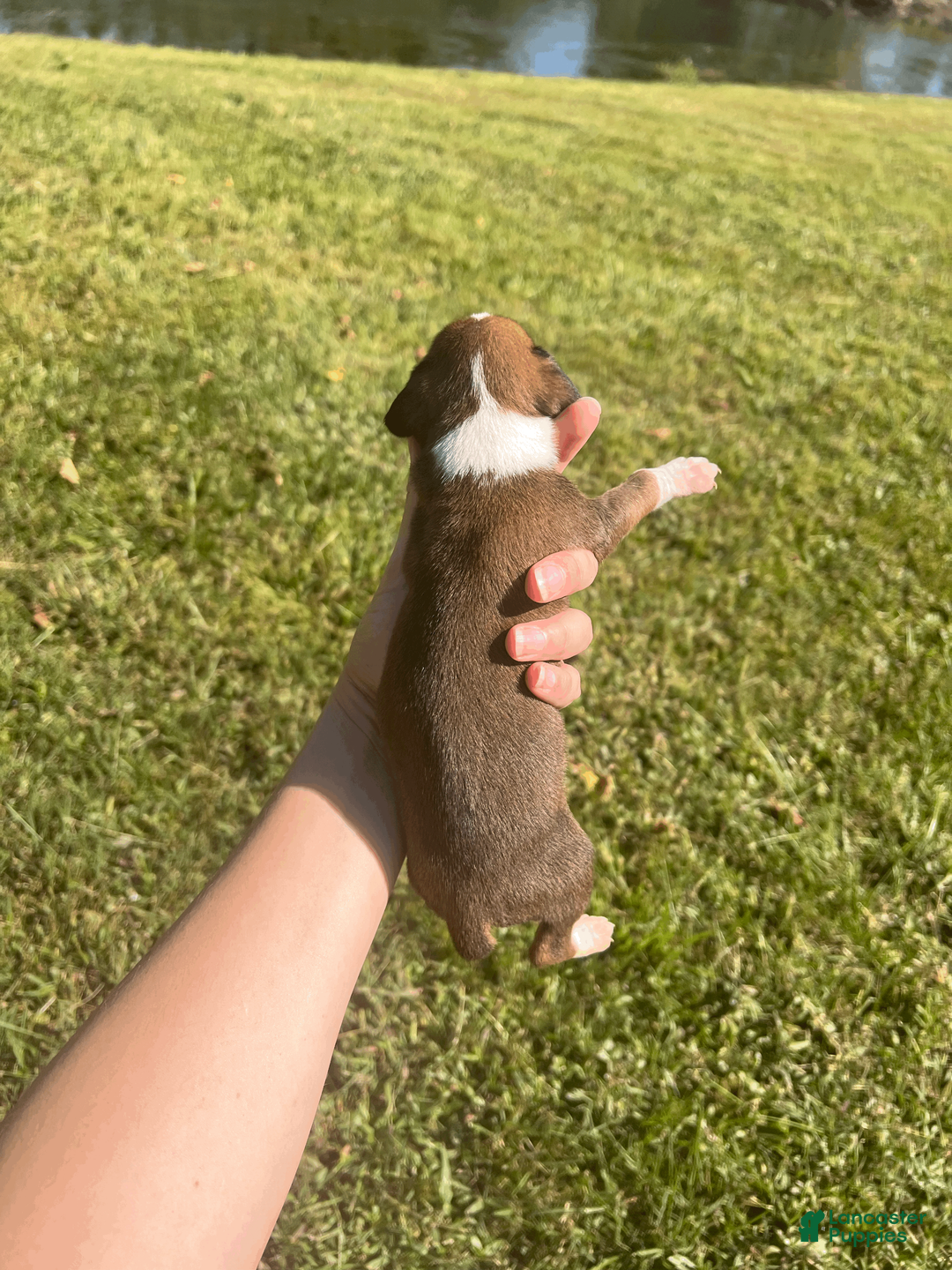 Boxer dogs for sale: AKC Boxer - Female 2 - Ad 2