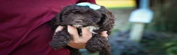 Cavapoo dogs for sale: COCOA - Ad 8