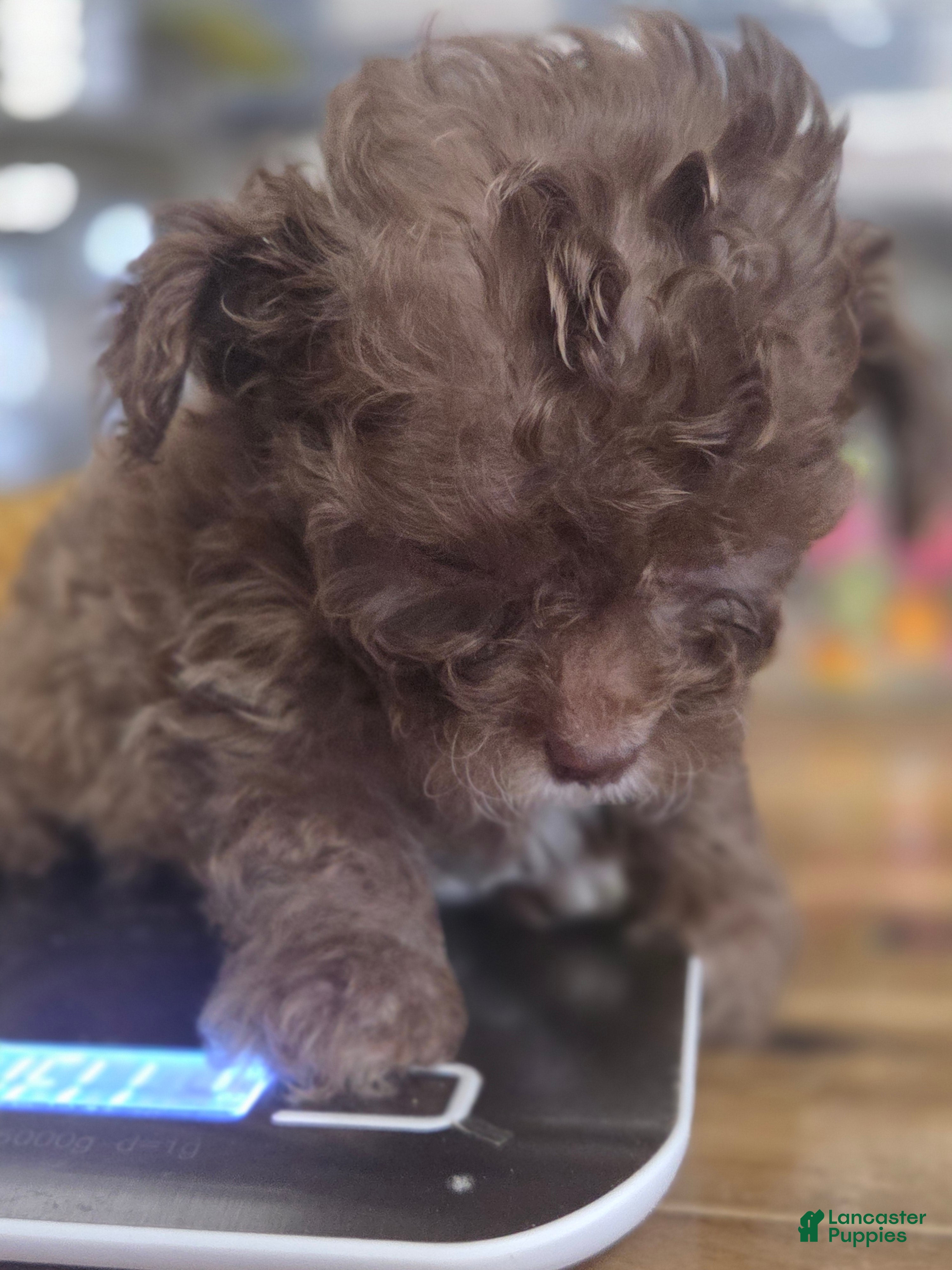 Toy Poodle dogs Toy Poodle Puppy 1 - Ad 1