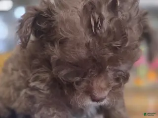 Toy Poodle dogs Toy Poodle Puppy 1 - Ad 1