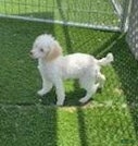 Miniature Poodle dogs Gaylord Miniature Poodle Puppy  - Ad 2