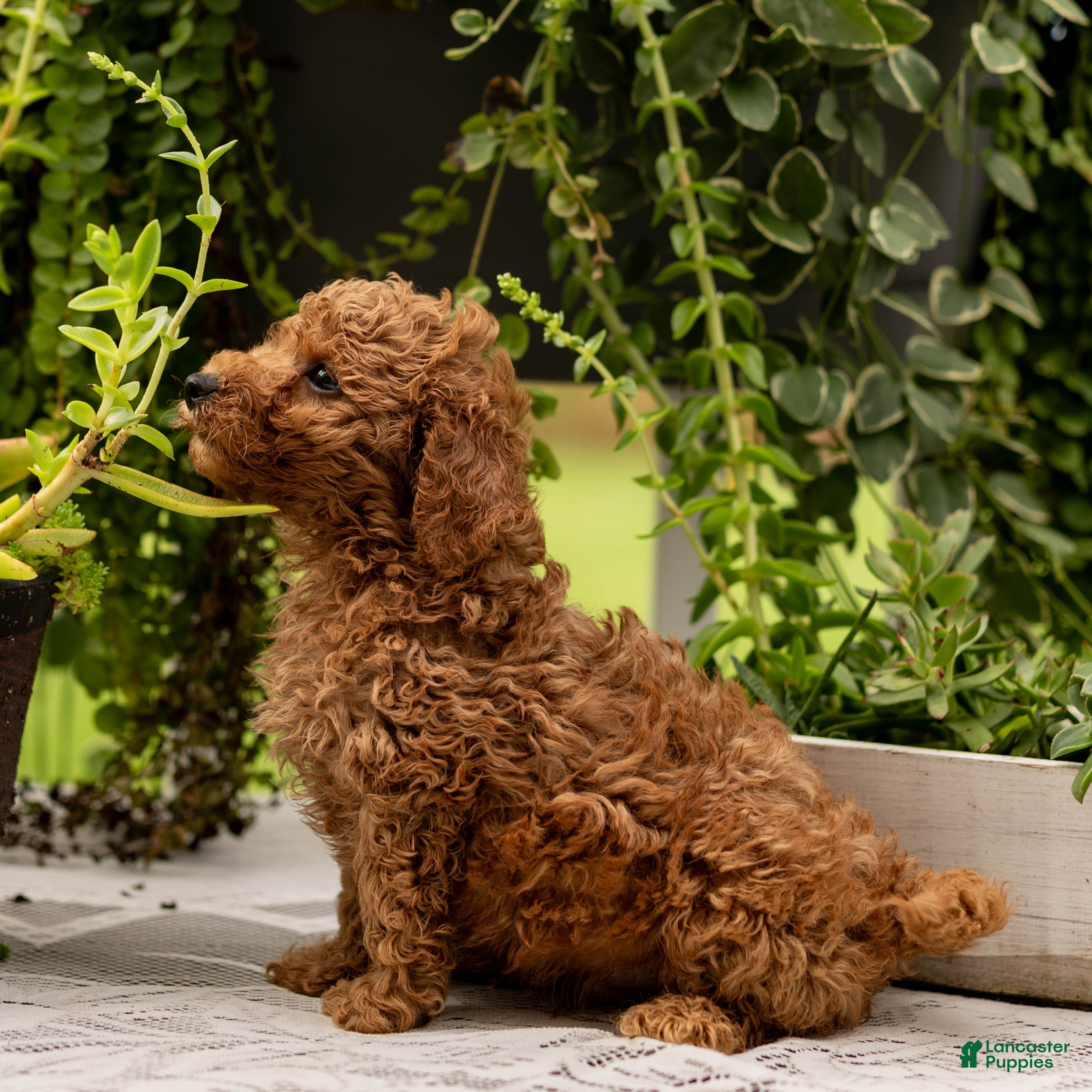 Toy Poodle (Toy Poodle, Male) in Rochester, IN