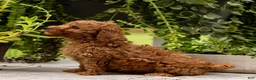 Toy Poodle dogs for sale: AKC Buddy - Ad 1
