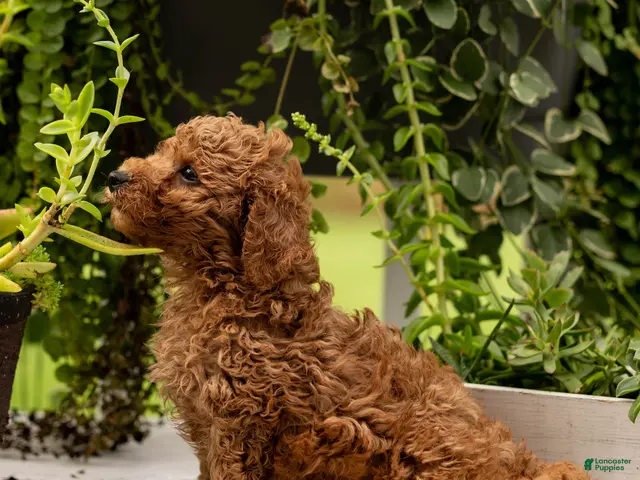 Toy Poodle dogs for sale: AKC Buddy - Ad 1