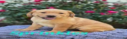 Labrador Retriever dogs for sale: Sprinkles - Ad 1