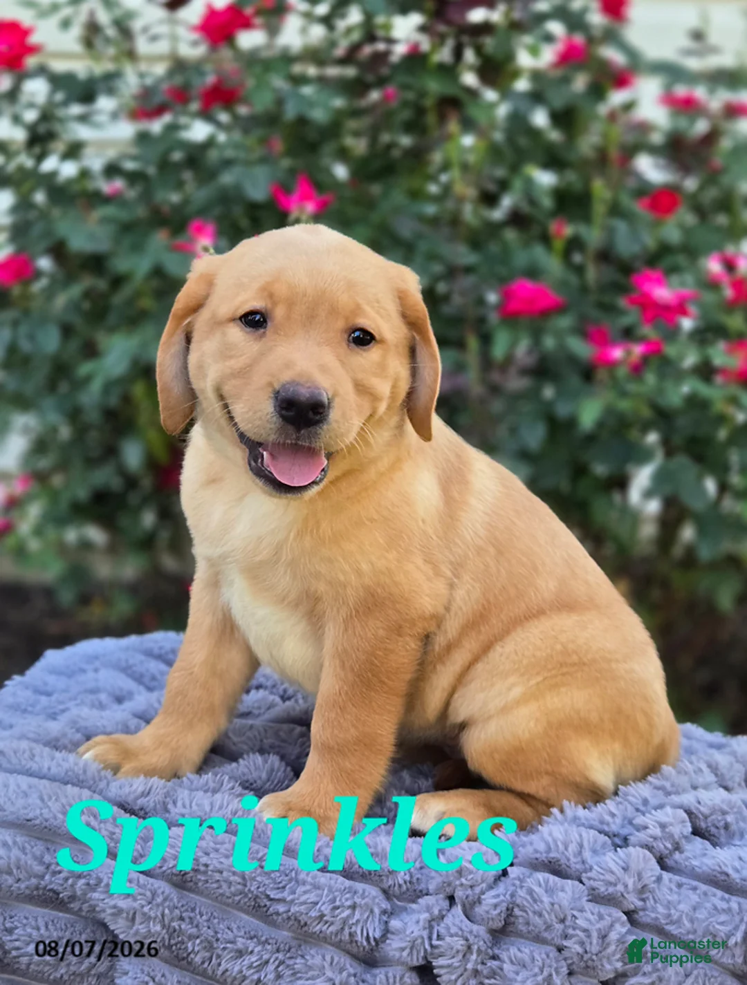 Labrador Retriever dogs for sale: Sprinkles - Ad 1